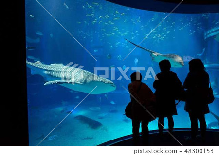 Image of the aquarium tank Image of the aquarium tank 48300153