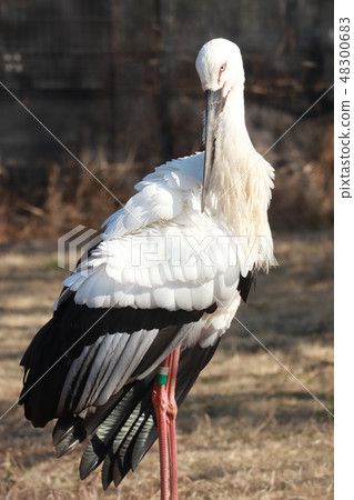 Japan stork 48300683
