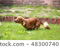 Running dog 48300740