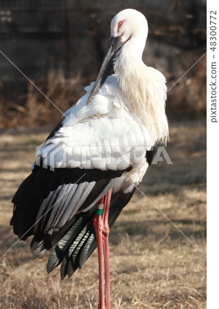 Japan stork Japan stork 48300772