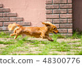 Running dog 48300776