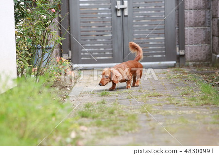 Dog's staple Dog's staple 48300991