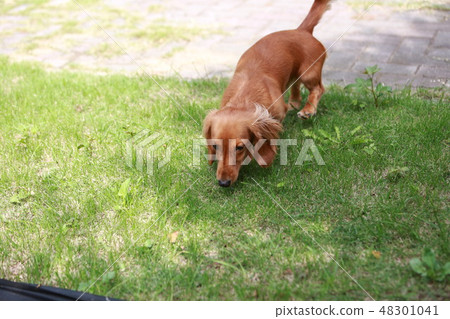 Dog's staple Dog's staple 48301041