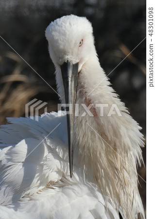Japan stork 48301098