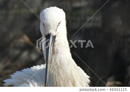 Japan stork Japan stork 48301125