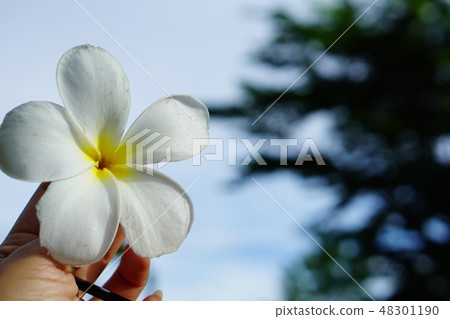 one white flower with blur background one white flower with blur background 48301190