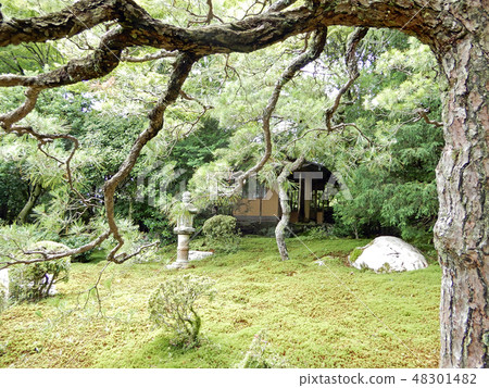 Otsu city Sakamoto former bamboo grove shrine Green pine Otsu city Sakamoto former bamboo grove shrine Green pine 48301482
