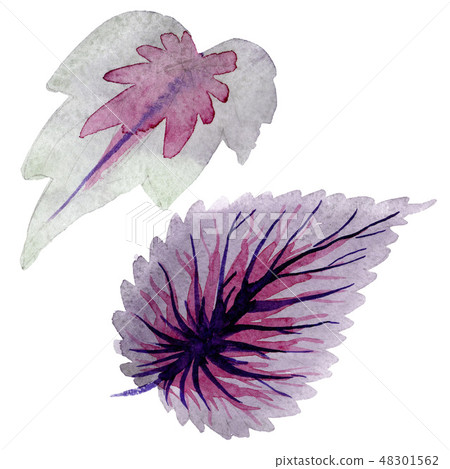 Begonia purple leaves. Watercolor background illustration set. Isolated begonia illustration element Begonia purple leaves. Watercolor background illustration set. Isolated begonia illustration element 48301562