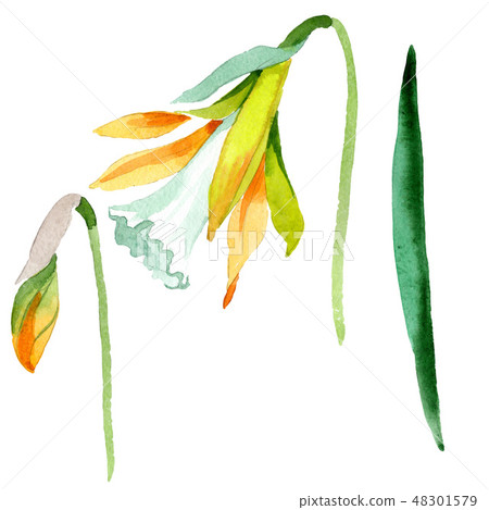 Yellow narcissus floral botanical flower. Watercolor background set. Isolated narcissus illustration 48301579