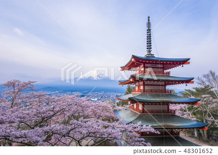 [Yamanashi Prefecture, Japan] A magnificent view of Asakurayama Sengenyama Park in spring. Cherry blossoms, five-storied pagoda and Mt. Fuji 48301652