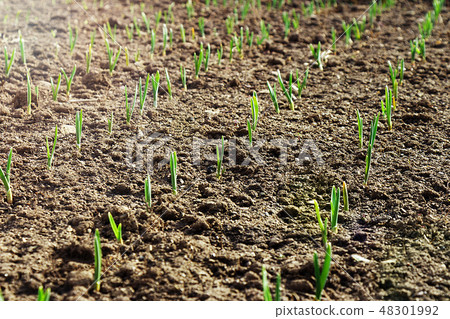 Crops planted in rich soil grow under the eastern sun. 48301992