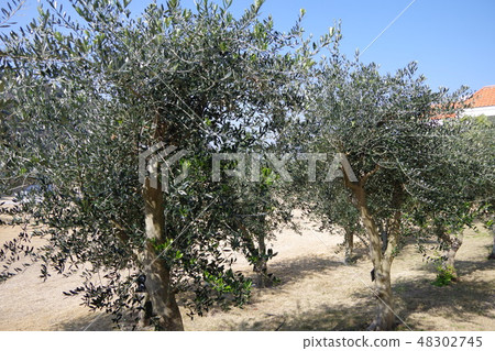 Olive tree 48302745