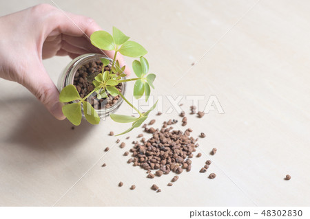 水培栽培移植植物“Chefrera”Hydroculture 水培栽培移植植物“Chefrera”Hydroculture 48302830