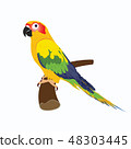 parrot, vector illustration 48303445