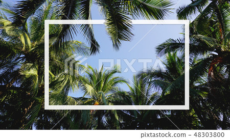 Frame, Creative layout made of palm leaves for paper card note 48303800