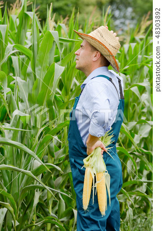 Middle age Farmer inspecting maize at field 48303892