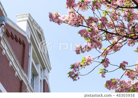 大阪造幣局·櫻花演練 大阪造幣局·櫻花演練 48303938