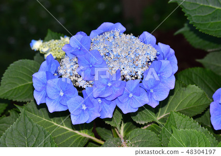 Pictures of decorative flowers shot in close-up of blue forehead bloom of hydrangea inflorescence Pictures of decorative flowers shot in close-up of blue forehead bloom of hydrangea inflorescence 48304197