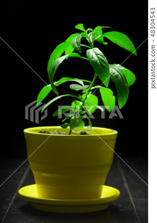 Solanum capsicastrum on dark background 48304543