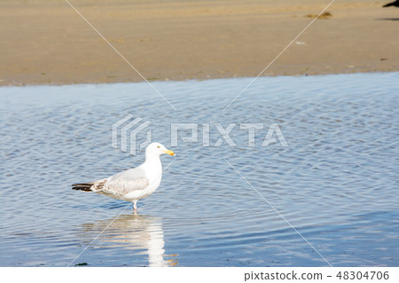 Seagull nestling on a shallow beach 48304706
