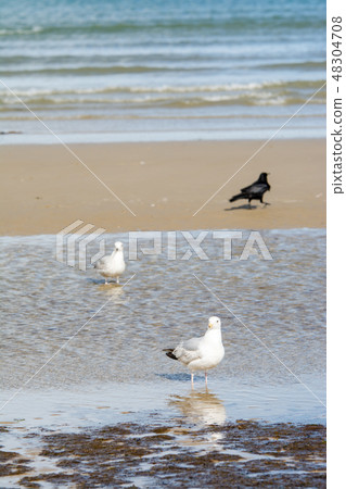 Seagulls walking on the shallow coast 48304708