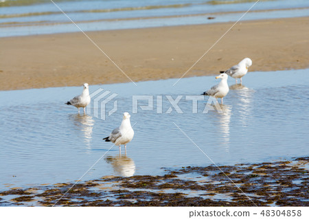 Seagulls walking on the shallow coast 48304858