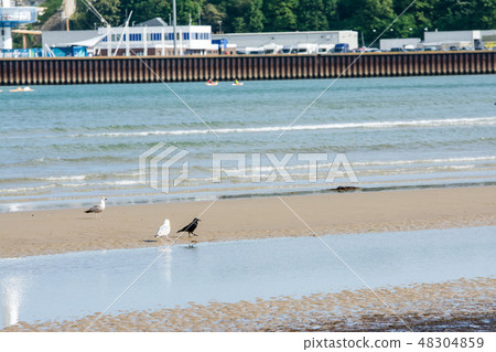 Seagulls walking on the shallow coast 48304859
