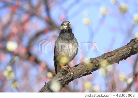 Red and white plum and starling 48305008