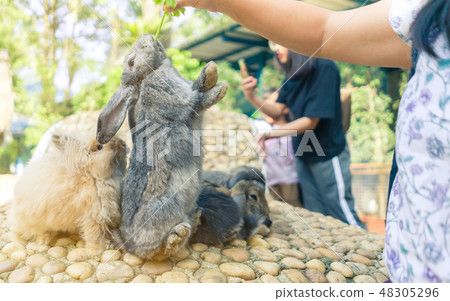 Women feeding food rabbit with a small vegetable Women feeding food rabbit with a small vegetable 48305296