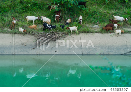 Herd of Goats walk to find eating Herd of Goats walk to find eating 48305297