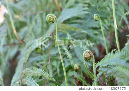 Spicy shoots of Vladiva Spicy shoots of Vladiva 48307275