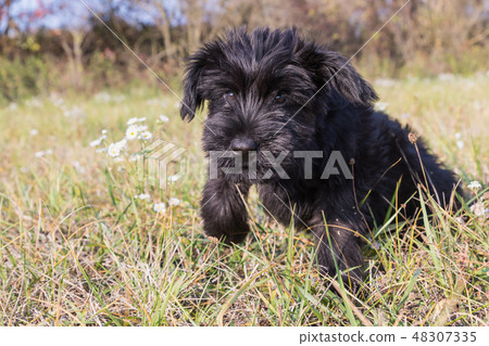 The puppy of Giant Black Schnauzer Dog is jumping The puppy of Giant Black Schnauzer Dog is jumping 48307335