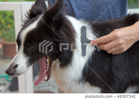 Grooming of Border Collie 48307342