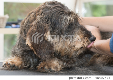 The Dachshund is licking groomer's hand 48307374