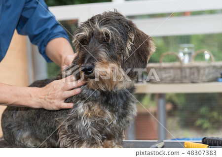 The trimming of the Dachshund The trimming of the Dachshund 48307383