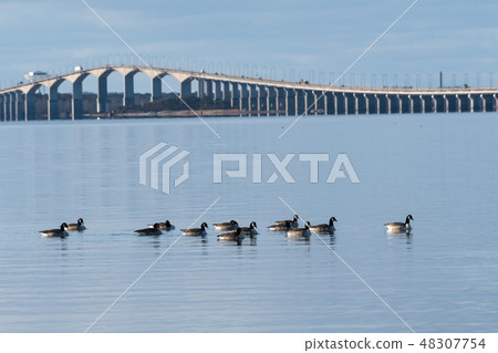 Flock with Canadian Geese 48307754