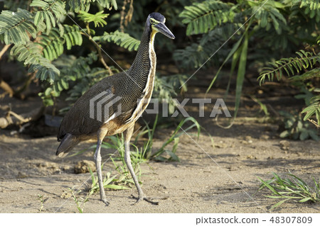 Alert Bare-throated Tiger Heron, T. mexicanum Alert Bare-throated Tiger Heron, T. mexicanum 48307809