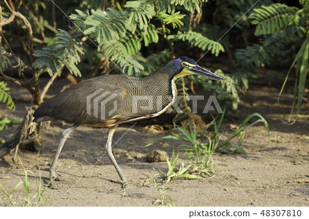 Bare-throated Tiger Heron, T. mexicanum stalking Bare-throated Tiger Heron, T. mexicanum stalking 48307810