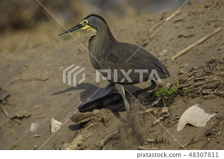 Bare-throated Tiger Heron, T. mexicanum on sand Bare-throated Tiger Heron, T. mexicanum on sand 48307811