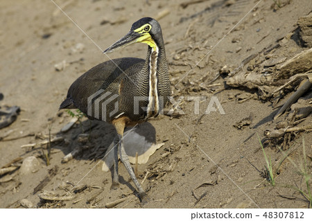 Bare-throated Tiger Heron, Tigrisoma mexicanum 48307812
