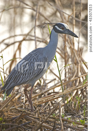 Vertical of Yellow-crowned Night Heron Vertical of Yellow-crowned Night Heron 48307853