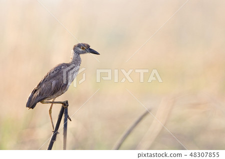 Juvenile Yellow-crowned Night Heron Juvenile Yellow-crowned Night Heron 48307855