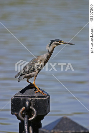 Striated Heron, Butorides striata, on post Striated Heron, Butorides striata, on post 48307860