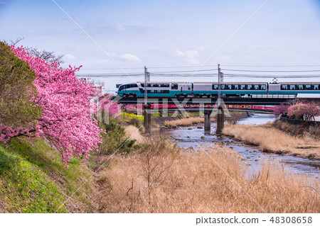 (Shizuoka Prefecture) Kawazu cherry blossoms and Izukyu Superview Odoriko train 48308658