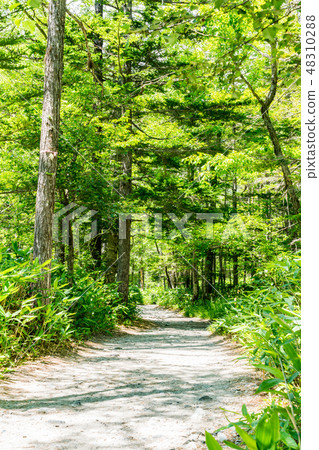 [Nagano Prefecture] Fresh green image 48310288