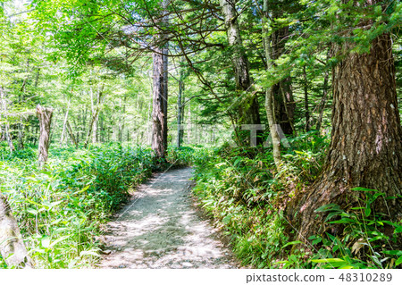 [長野縣]新鮮的綠色形象 48310289