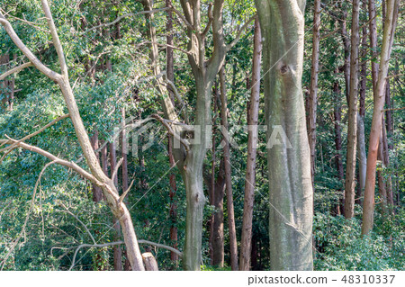 Nature image 48310337