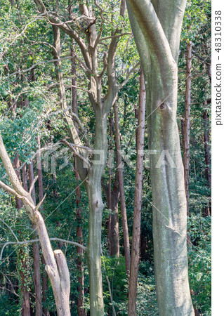 Nature image Nature image 48310338