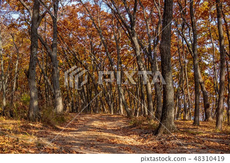 Autumn in the Far Eastern Russian forest. Autumn in the Far Eastern Russian forest. 48310419