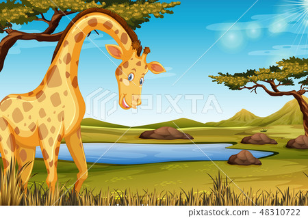 happy giraffe in nature scene happy giraffe in nature scene 48310722